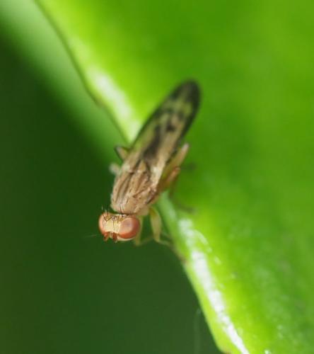 Opomyza petrei
